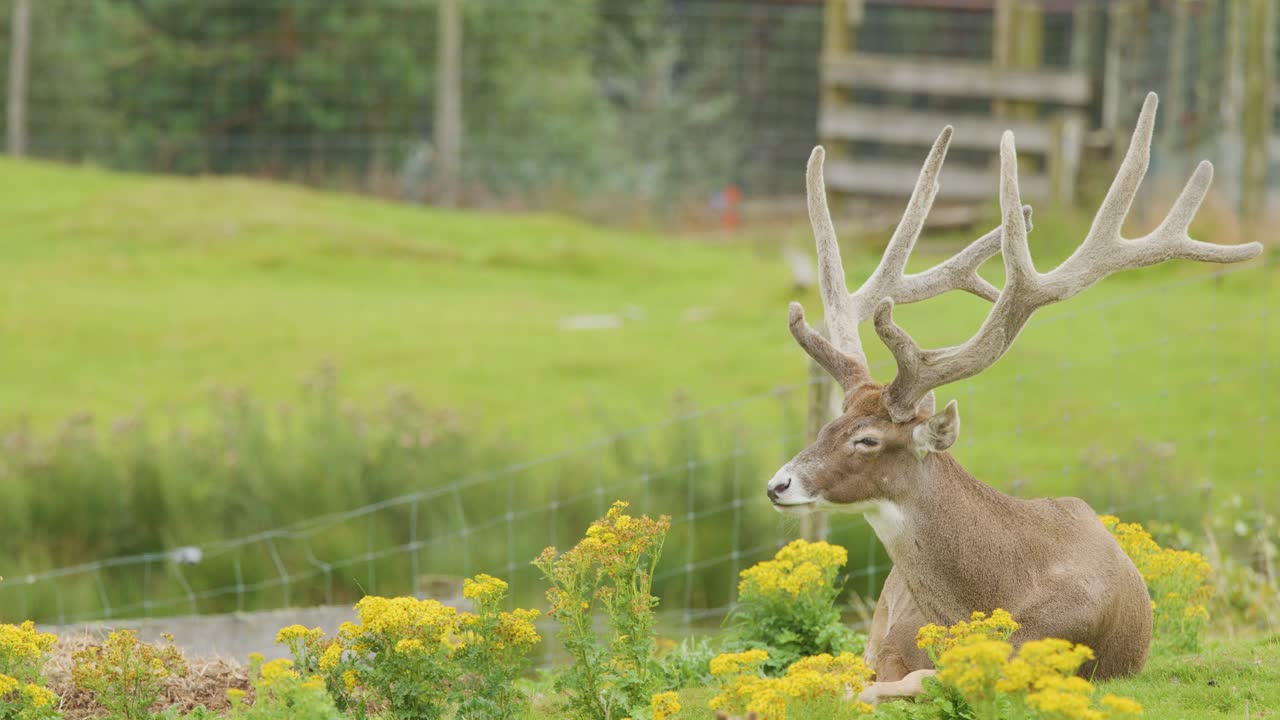 Red deer stag with large antlers resting among yellow wildflowers in a lush Highland meadow