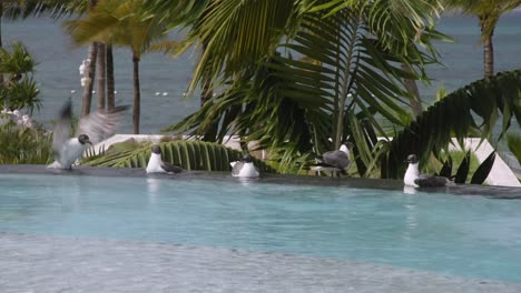 4k-Gaviotas-Bebiendo-De-La-Piscina-Infinita-En-Bahamas-Aves-Acuáticas-Azules-Y-Palmeras