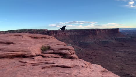 slow motion shot of raven flying into canyon on sunset