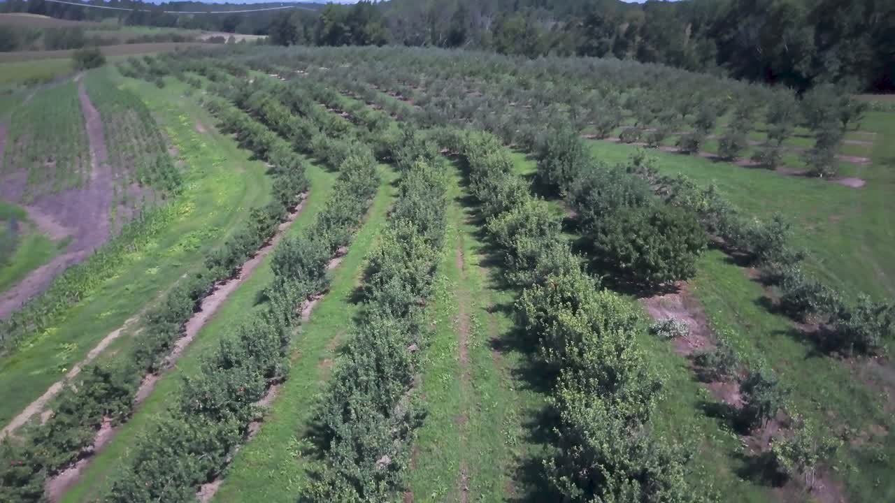 Aerial View of an Orchard with Rows of Trees