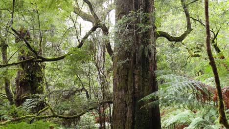 lush forest scenery with towering trees