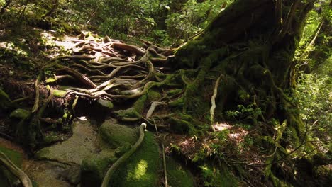 Yakushima-Mononoke-Forest,-roots-of-cedar-tree-twisted-on-hiking-path