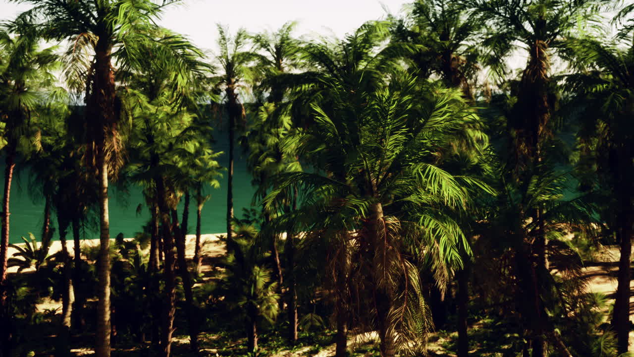 playa tropical con palmeras