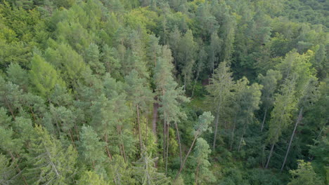 aerial of summer fresh green tree forests in gdynia witomino, poland