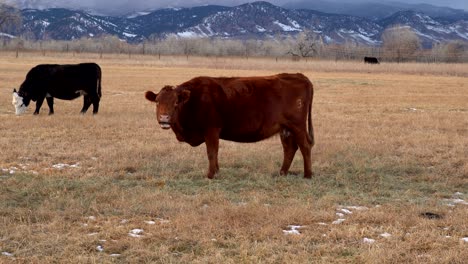 cattle grazing in open space