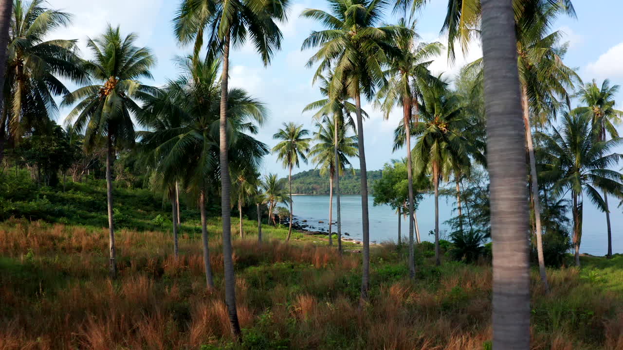 imágenes aéreas de drones volando hacia adelante en un bosque de palmeras que revelan una playa en una isla en camboya