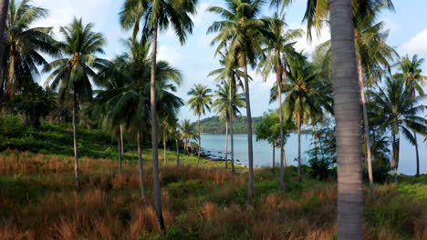 aerial drone footage flying forward in a palm trees forest revealing a beach on an isalnd in cambodia