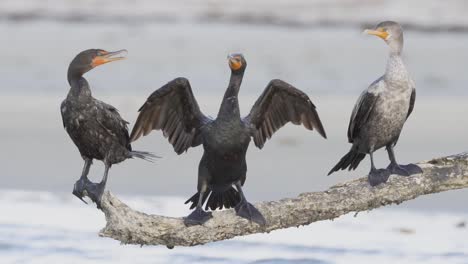 three cormorants crowded together perched on beach log branch in slow motion