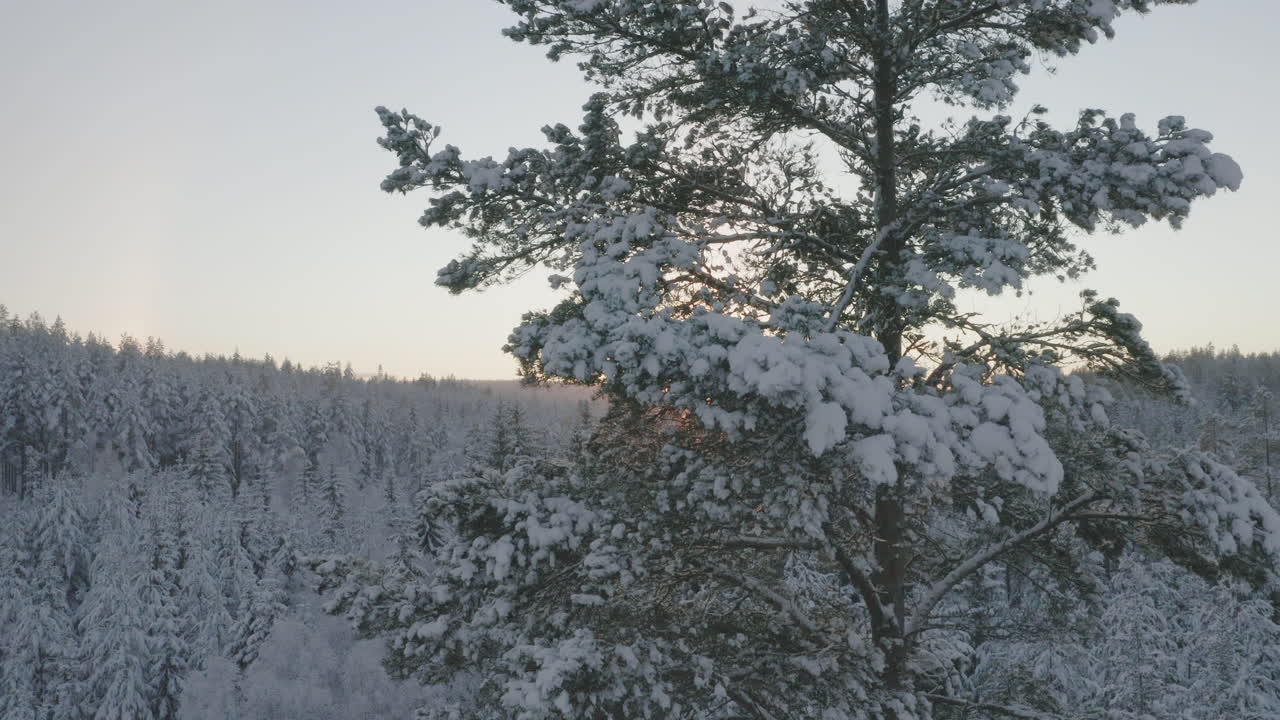 LUFTFOTO - Soloppgang over en vakker vinterskog i Sverige, vidt stigende opptak
