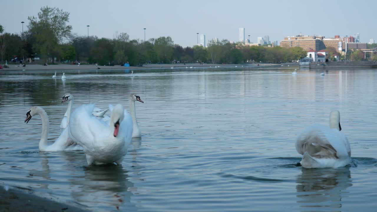 canada lake ontario summer water lakeshore toronto etobicoke water humber
