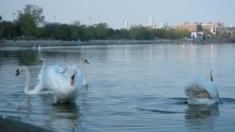 canada lake ontario summer water lakeshore toronto etobicoke water humber