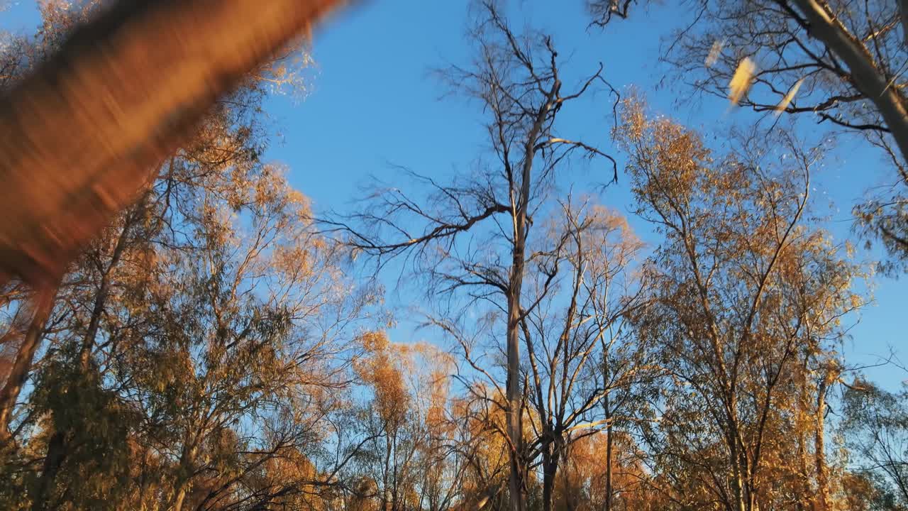 vista de ángulo bajo de los árboles en el bosque, avanzando
