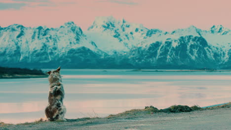 stunning cinematic shot of a wolf dog on the lofoten islands, norway