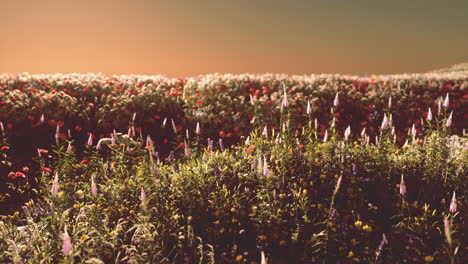 field with flowers during summer sundown