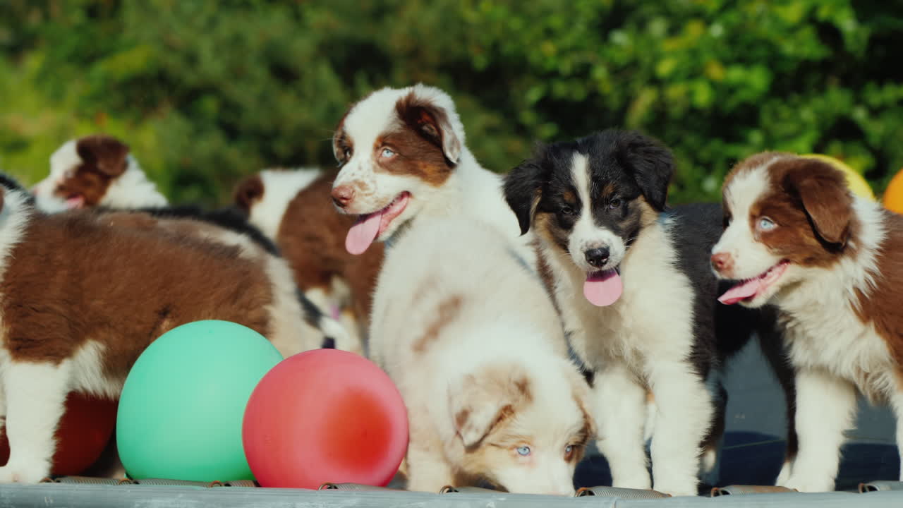 cachorros divirtiéndose con globos al aire libre