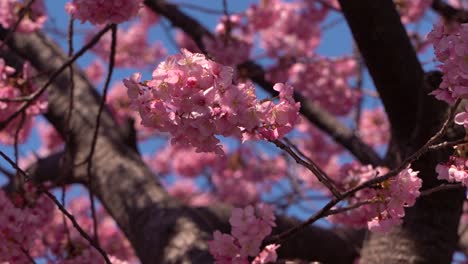 Beautiful-view-of-Sakura-cherry-blossom-tree-with-dense-vegetation