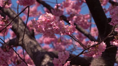 beautiful view of sakura cherry blossom tree with dense vegetation