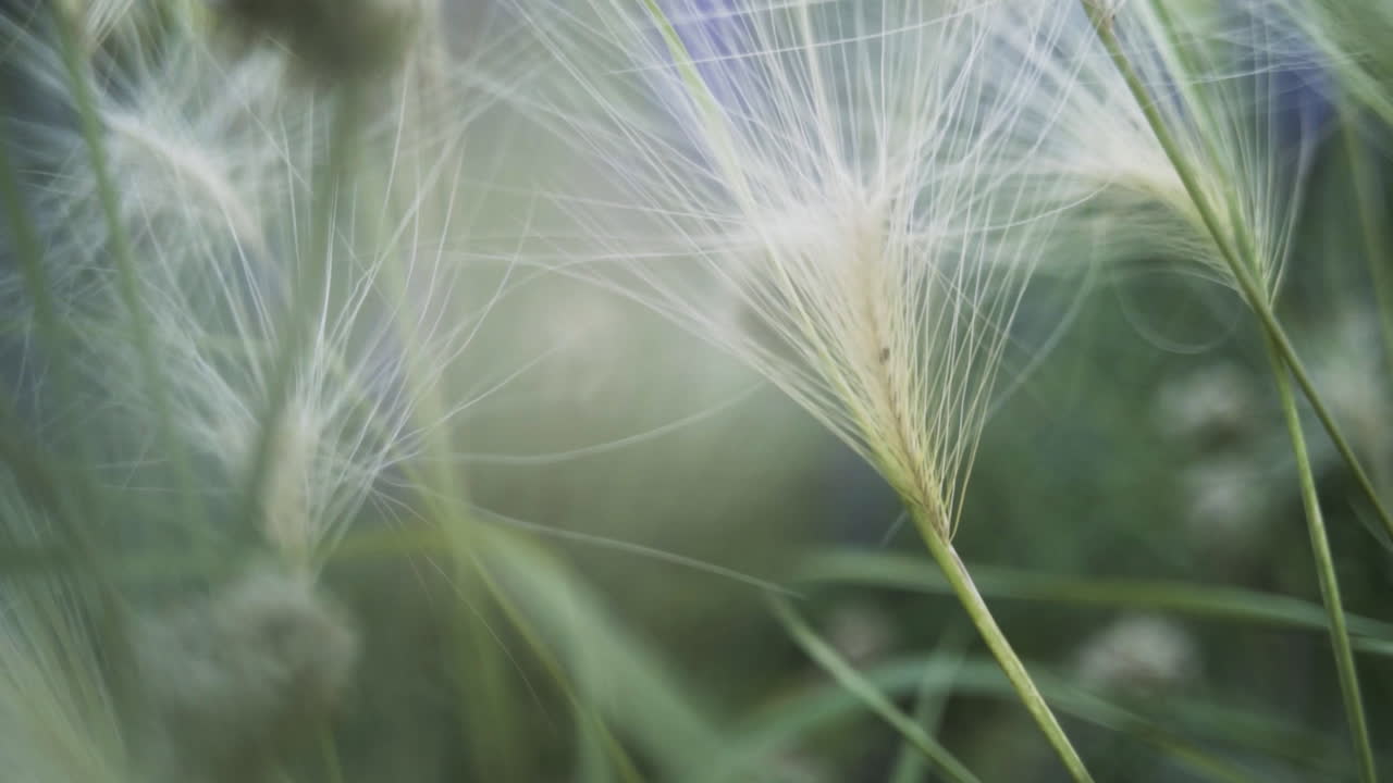 섬세한 야생 풀