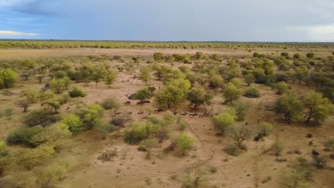 flying alongside wildebeest running through trees in botswana, aerial tracking pan