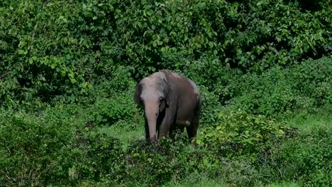 Los-Elefantes-Asiáticos-Son-Especies-En-Peligro-De-Extinción-Y-También-Son-Residentes-De-Tailandia