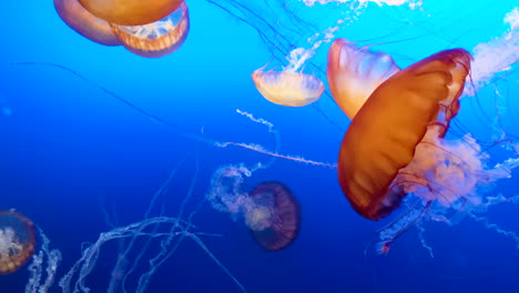 exotic jellyfish in the blue ocean water background orange