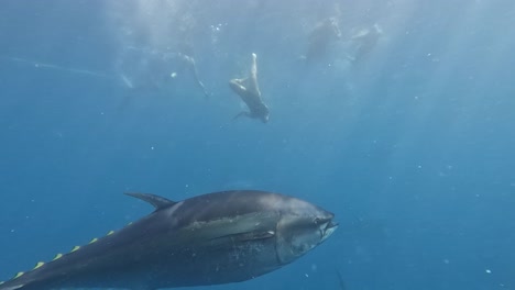 Tuna-Tour-In-Almendra-De-Mar