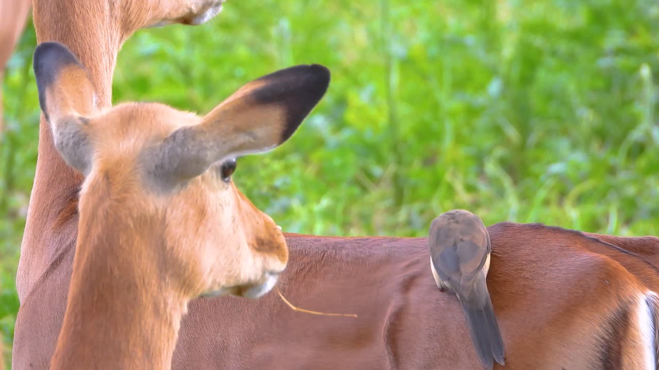Oxpecker Bird Cleaning Antelope's Back Kruger National Park symbiosis