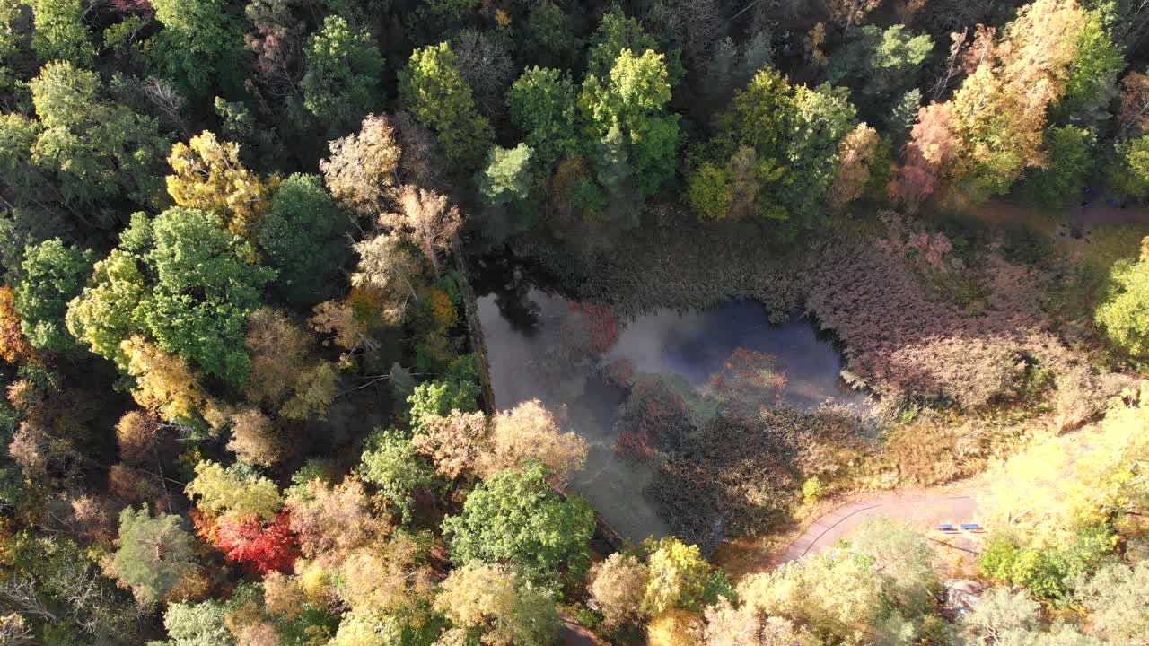 Drone che si solleva da una foresta autunnale, piccolo stagno in una radura