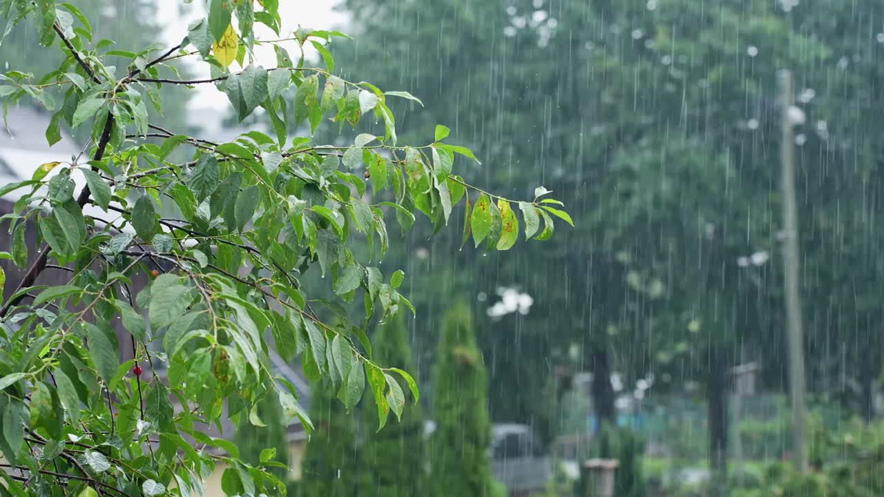 Close-up of a tree branch with bright green leaves under heavy summer rain, with garden vegetation and trees visible in the blurred background during a refreshing downpour
