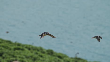 slow motion puffins flying on the coast, atlantic puffin in flight with coastal scenery on the coast of skomer island in wales, amazing uk birds and wildlife