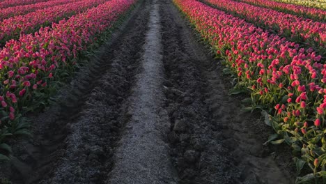 Famoso-Campo-De-Tulipanes-Holandeses-Con-Pétalos-Rosas-Y-Blancos,-Molinos-De-Viento-En-El-Horizonte