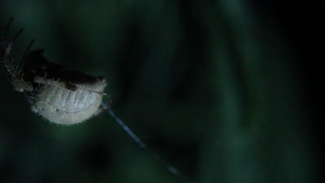 Orb-Weaver-Spinne-Hüpft-Auf-Web-Im-Wind-Geduckte-Position-Nachtaufnahme-Makro-Nahaufnahme