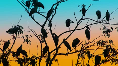 grupo de pájaros cigüeña posados en las ramas al anochecer contra el cielo azul y naranja