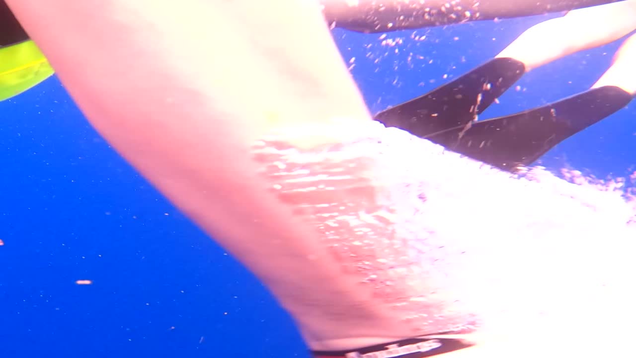 delfines manchados salvajes nadando hacia la gente buceando en oahu, hawaii