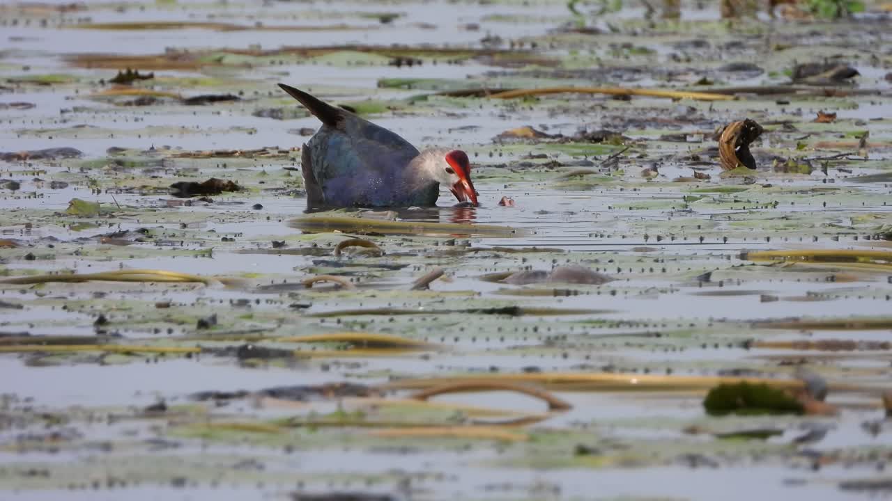 gallinula morada uhd mp4 4k