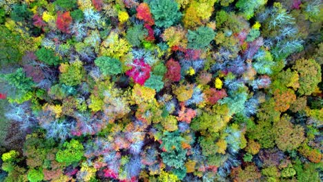 fast-fall-forest-flyover-aerial