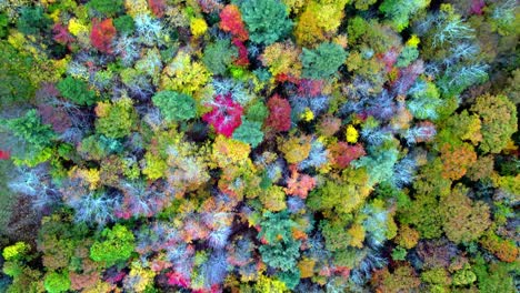 aérien de survol de la forêt d'automne rapide