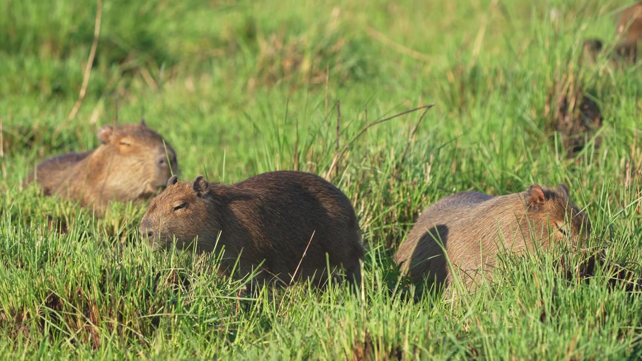 Three capybaras rest together in a sunlit grassy field, highlighting their social behavior. Ideal for wildlife documentaries or educational content.