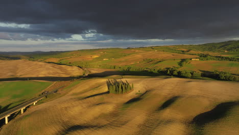 isolated view of cypress tree grove in the tuscan countryside, val d'orcia, italy. aerial drone shot