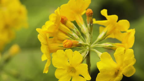 closeup of bright yellow candelabra primrose in the garden of blarney castle, ireland