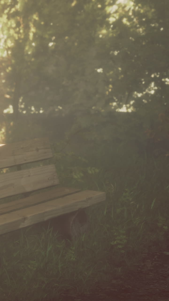 Wooden bench in a quiet park surrounded by trees during late afternoon