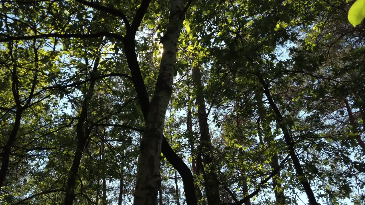 mirando hacia el bosque y la luz del sol atravesando la rama del árbol y las hojas