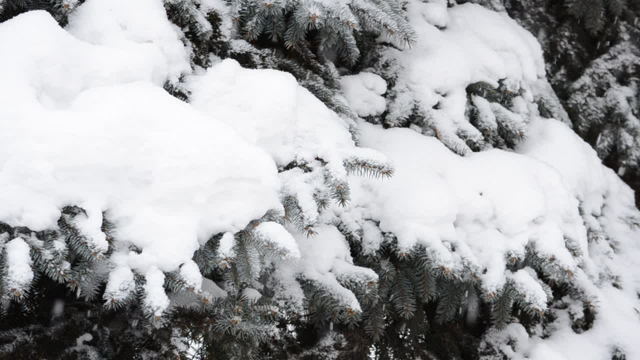 tempesta di neve