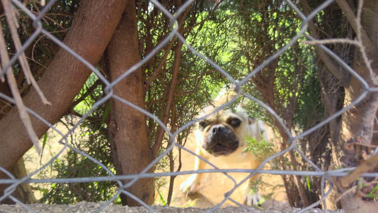 A curious dog stands behind a metal fence, peering through with wide eyes in a shaded natural setting. The animal appears alert and intrigued by the outside movement