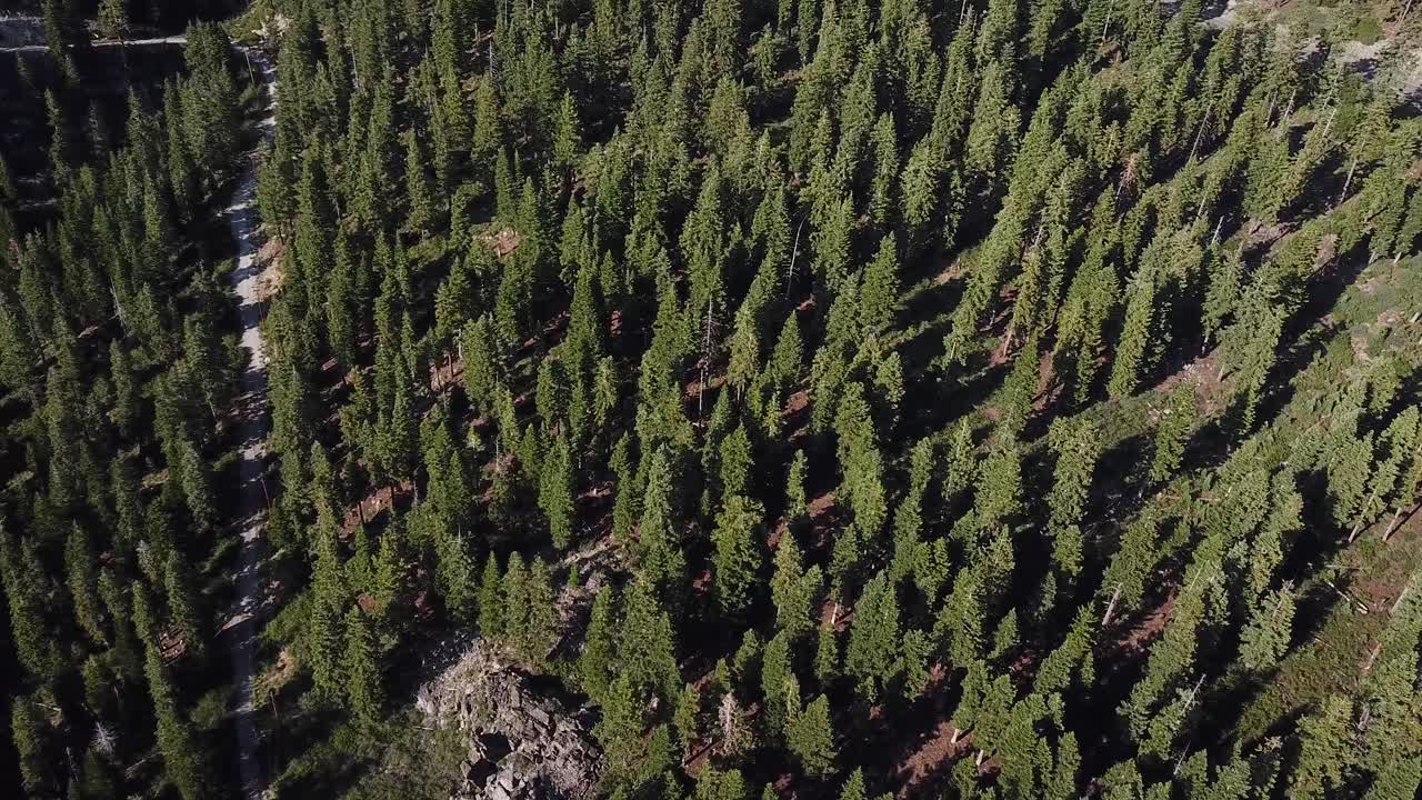 bosque de coníferas y carreteras en sierra nevada, ee.uu., cerca del lago tahoe, antena cinemática inclinada hacia arriba