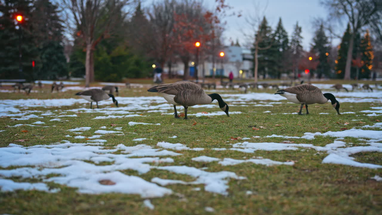 Canada geese graze on snowy grass in a quiet city park during early winter. The flock spreads out across the field as they feed in the soft evening light