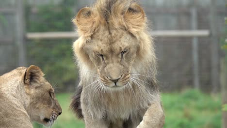 majestic lion alongside lioness on ground in forest during daytime in england, uk. their powerful species are relaxed amidst dappled, creating serene atmosphere in their natural habitat