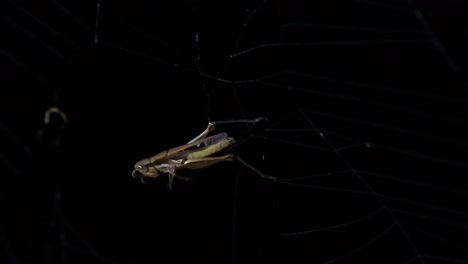 un saltamontes marrón atrapado en una telaraña, mientras lucha, la araña es alertada de una comida deliciosa y deliciosa