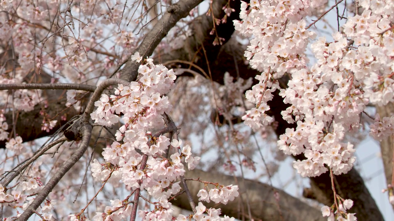 Vista ravvicinata di fiori di sakura rosa che ondeggiano dolcemente sui rami durante la primavera a Kyoto