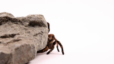 Tarantula-climbs-down-behind-rock---isolated-on-white-background